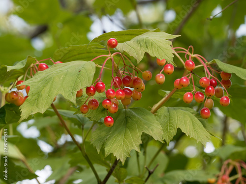 (Viburnum opulus) Reifende Beeren von Gewöhnlicher Schneeball photo