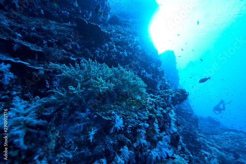 Fish on underwater coral reef © Metha