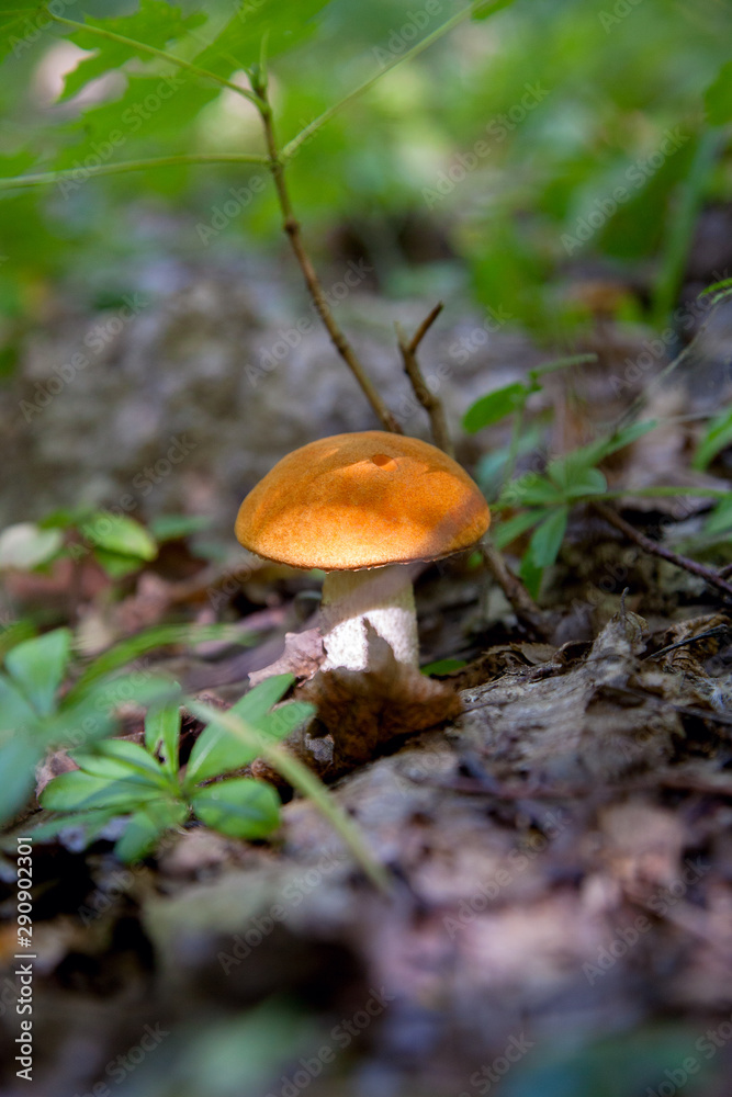 Single red boletus mushroom in the wild. Red boletus mushroom grows on the forest floor at autumn season.. Single red boletus mushroom in the wild. Red boletus mushroom grows on the forest floor at autumn season..