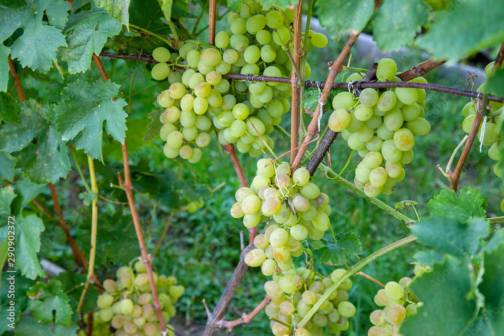 Bunch of green grapes in the garden Bunch of green grapes in the garden