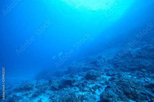 Fish on underwater coral reef © Metha