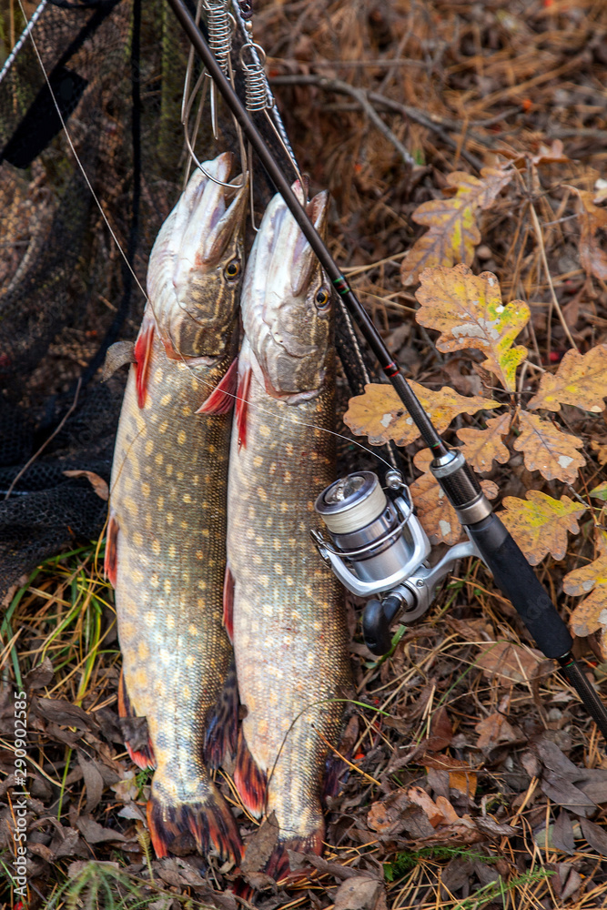Freshwater pike fish. Two freshwater pike fish on fish stringer and fishing  rod with reel on natural background.. Stock Photo