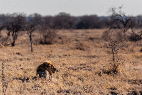 Impression of a Male Lion - Panthera leo- resting on the plains of Etosha national park, Namibia; catching the early morning sun. © Goldilock Project