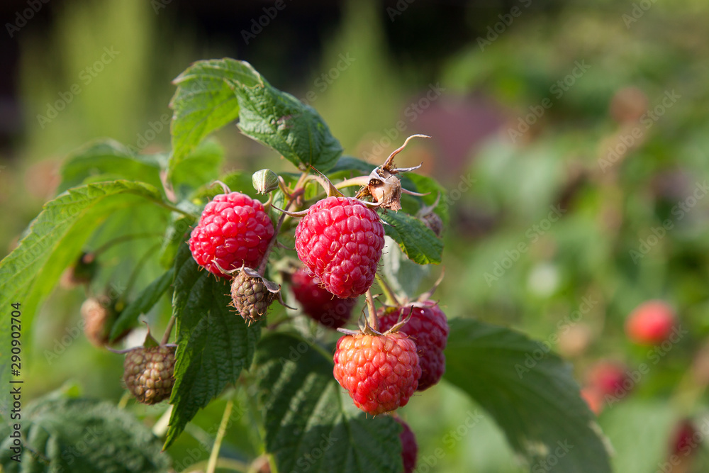 Ripe and unripe raspberry in the fruit garden. Growing natural bush of raspberry. Branch of raspberry in sunlight.. Ripe and unripe raspberry in the fruit garden. Growing natural bush of raspberry. Branch of raspberry in sunlight..