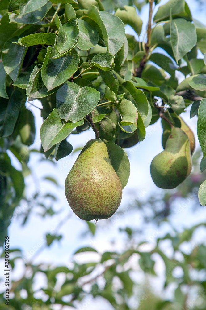 Shiny delicious pears hanging from a tree branch in the orchard.. Shiny delicious pears hanging from a tree branch in the orchard..