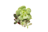 Succulent, cactus or potted cactus which is house plant in small plastic pot on white background isloated.