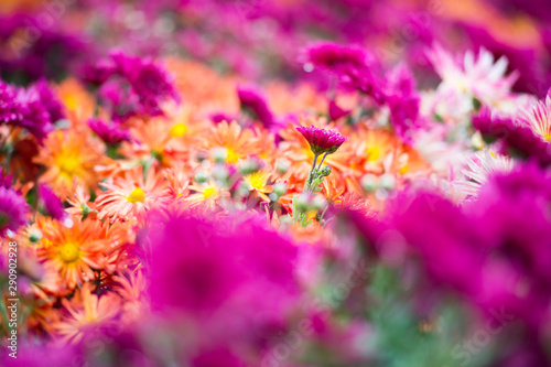 Beautiful Chrysanthemums in garden. Flowers as background picture. Chrysanthemum wallpaper. Japanese style. Autumn garden of chrysanthemums.