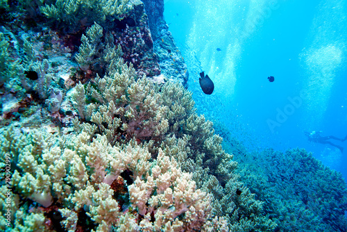Fototapeta Naklejka Na Ścianę i Meble -  scuba diving
