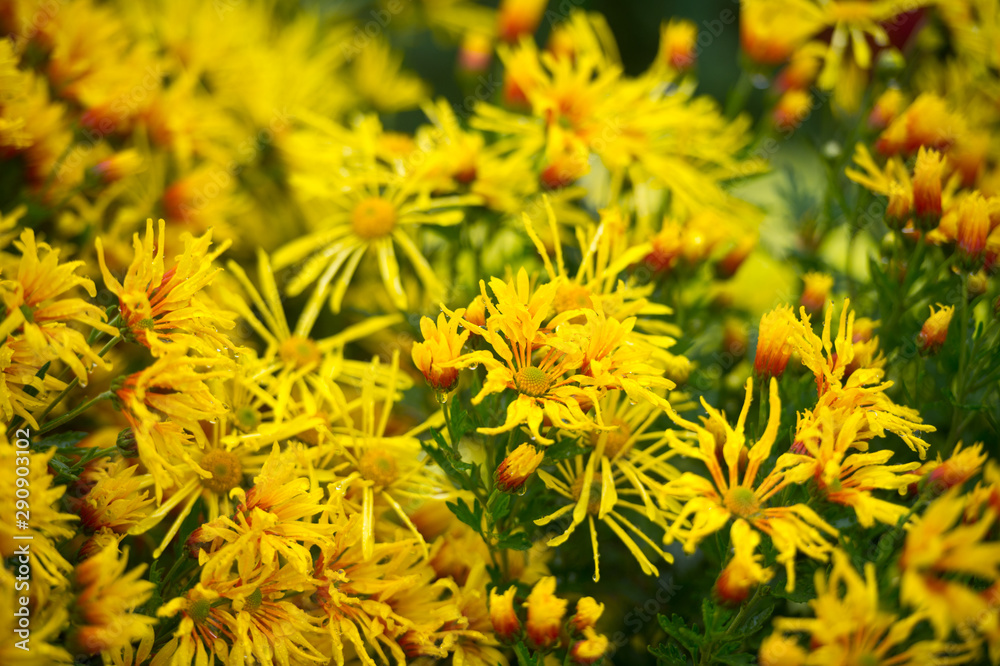Beautiful Chrysanthemums in garden. Flowers as background picture. Chrysanthemum wallpaper. Japanese style. Autumn garden of chrysanthemums. Beautiful Chrysanthemums in garden. Flowers as background picture. Chrysanthemum wallpaper. Japanese style. Autumn garden of chrysanthemums.