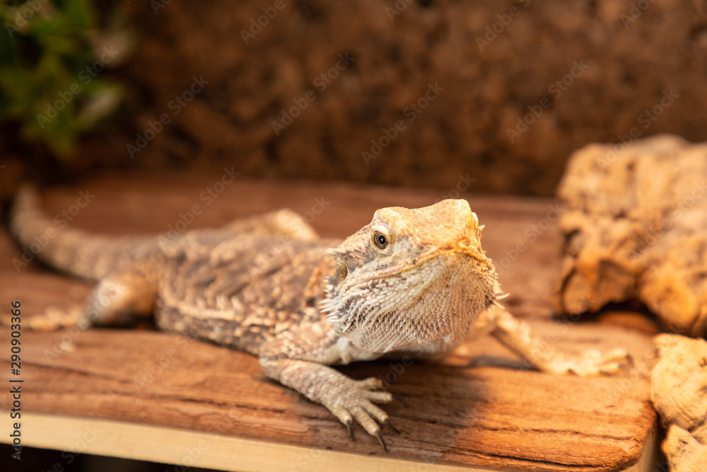 Fotografie bearded dragon in a terrarium