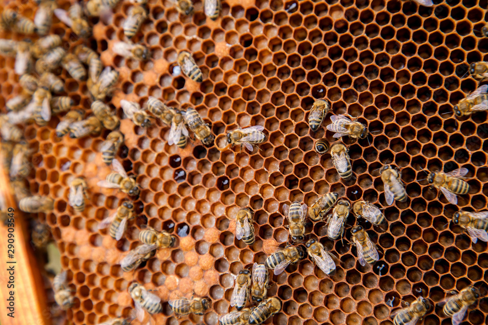 Working bees in a hive on honeycomb. Bees inside hive with sealed and open cells for their young.. Working bees in a hive on honeycomb. Bees inside hive with sealed and open cells for their young..