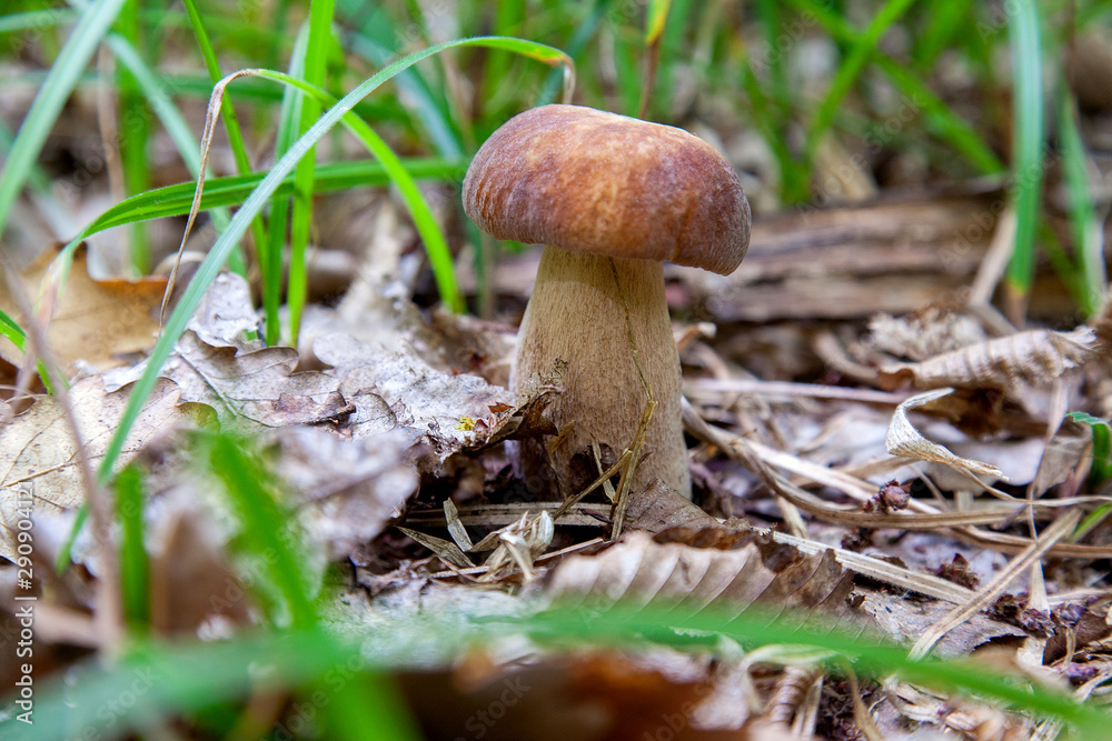Boletus mushroom in the wild. Porcini mushroom grows on the forest floor at autumn season.. Boletus mushroom in the wild. Porcini mushroom grows on the forest floor at autumn season..