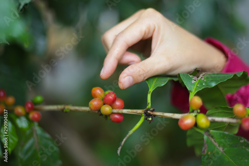 Raw coffee bean on coffee plant. Young woman pick red ripped coffee bean.