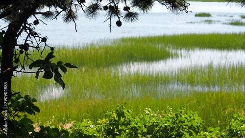 Cape Cod, USA: Flutwiesen in der Bucht von Wellflett, Ma. photo