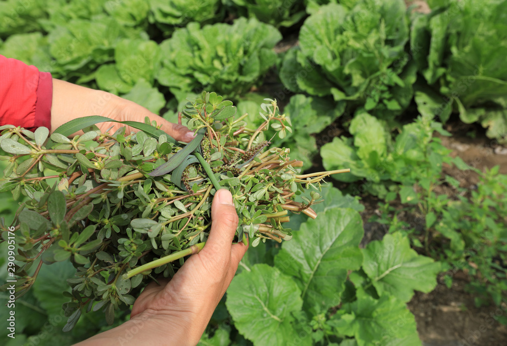 Woman hand picking herb at garden Woman hand picking herb at garden
