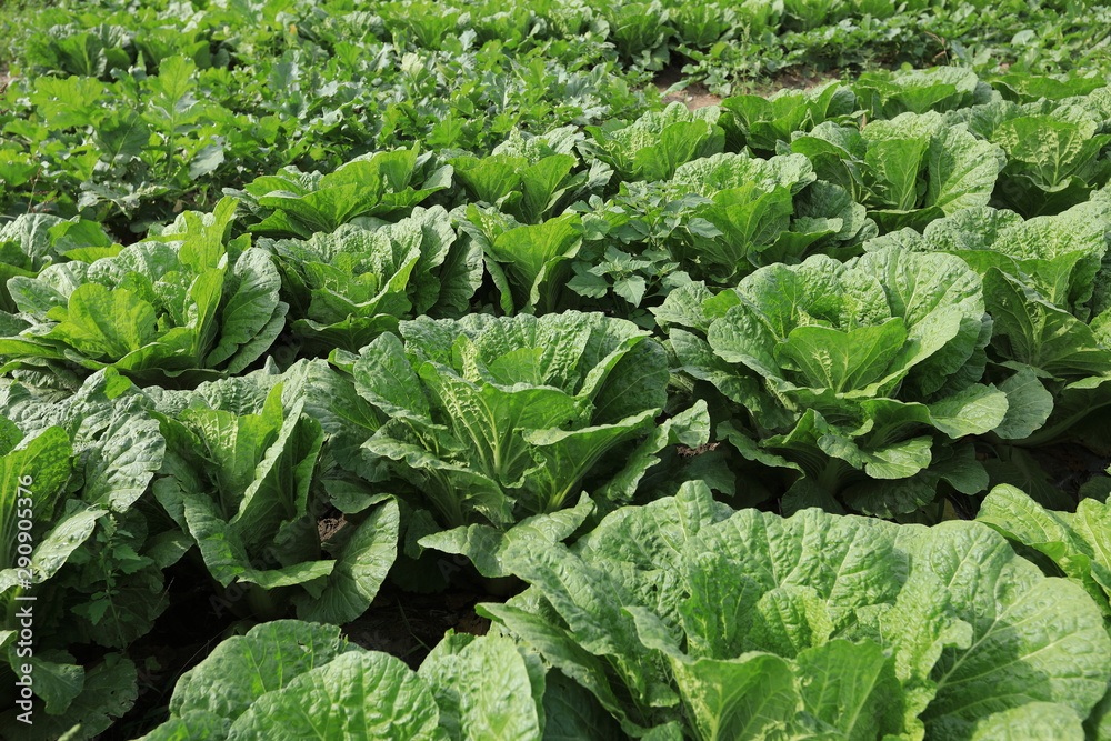 Chinese cabbage crops in growth at field Chinese cabbage crops in growth at field