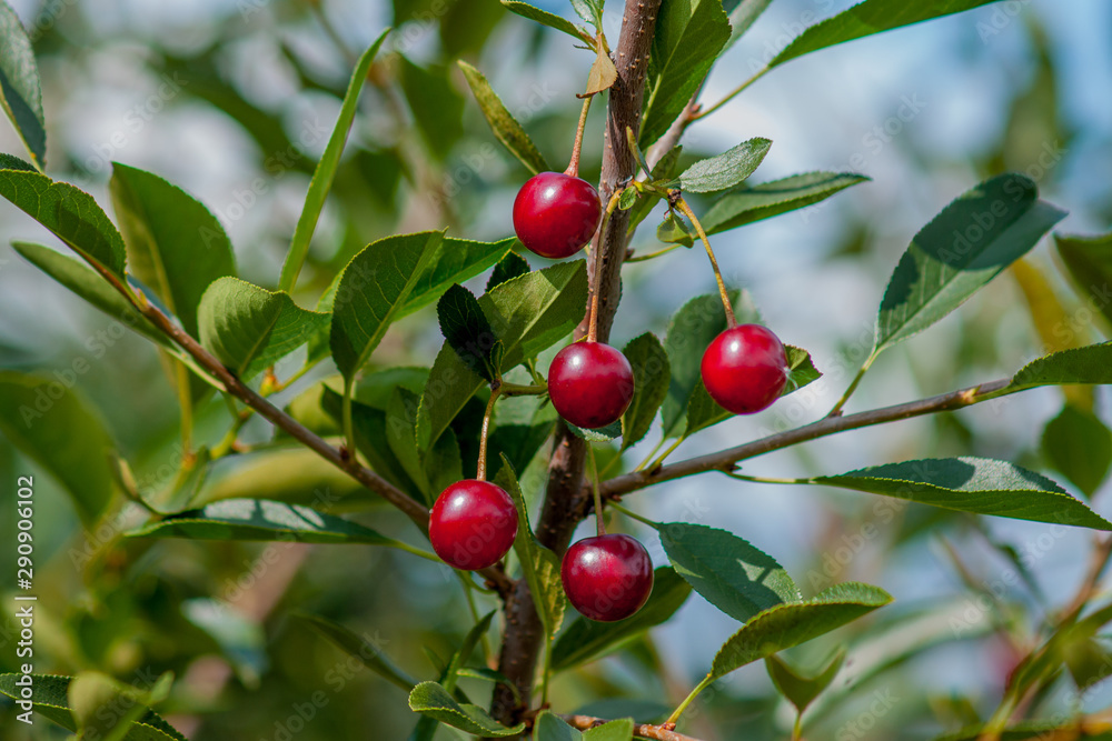 Branch of felt cherry with ripe berries in sunny weather. Close-up on a background of blue sky Branch of felt cherry with ripe berries in sunny weather. Close-up on a background of blue sky