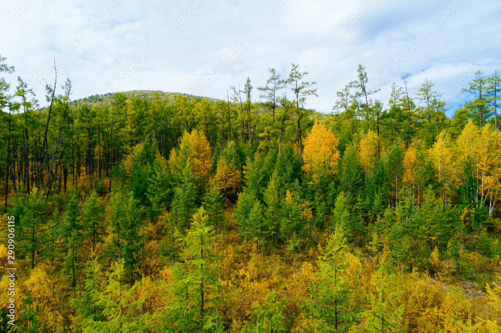 Fototapeta premium Aerial drone view of autumn forest landscape