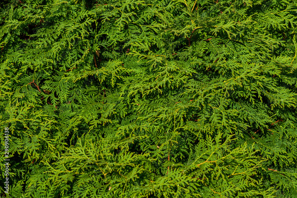 The green wall of the evergreen conifer tree thuja Platycladus orientalis. Close-up of green leaves of thuja, background pattern, texture