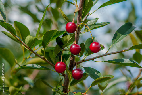 Branch of felt cherry with ripe berries in sunny weather. Close-up on a background of blue sky