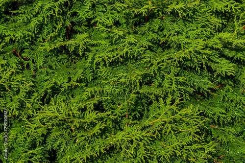The green wall of the evergreen conifer tree thuja Platycladus orientalis. Close-up of green leaves of thuja  background pattern  texture