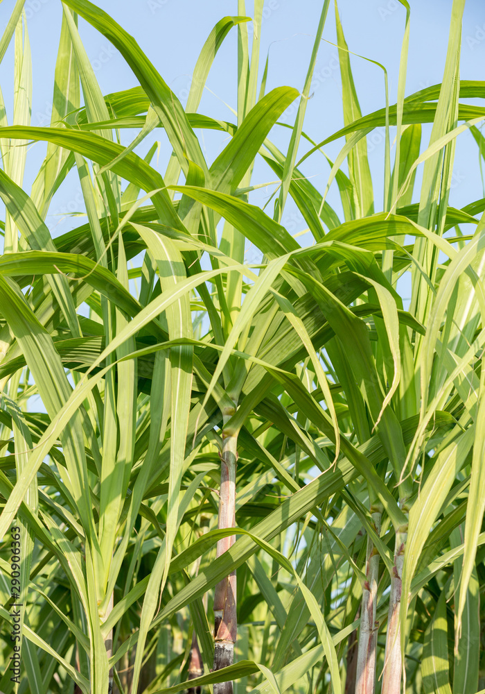 Sugarcane plants grow in field Sugarcane plants grow in field