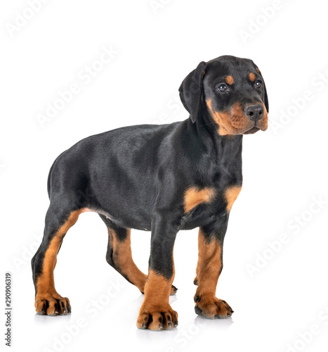  puppy Doberman Pinscher