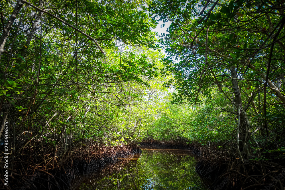 Mangrove in Nusa Lembongan island, Bali, Indonesia Mangrove in Nusa Lembongan island, Bali, Indonesia
