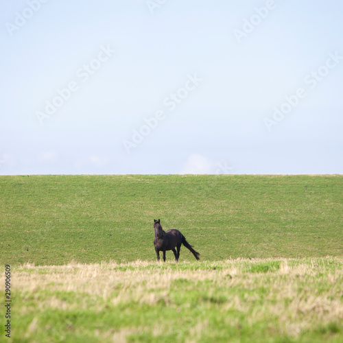 horse on grass dyke in the north of the netherlands © ahavelaar
