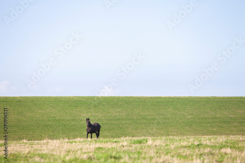 horse on grass dyke in the north of the netherlands © ahavelaar