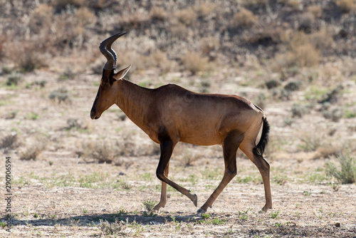 Bubale, Alcelaphus buselaphus, Parc national du Kalahari, Afrique du Sud © JAG IMAGES