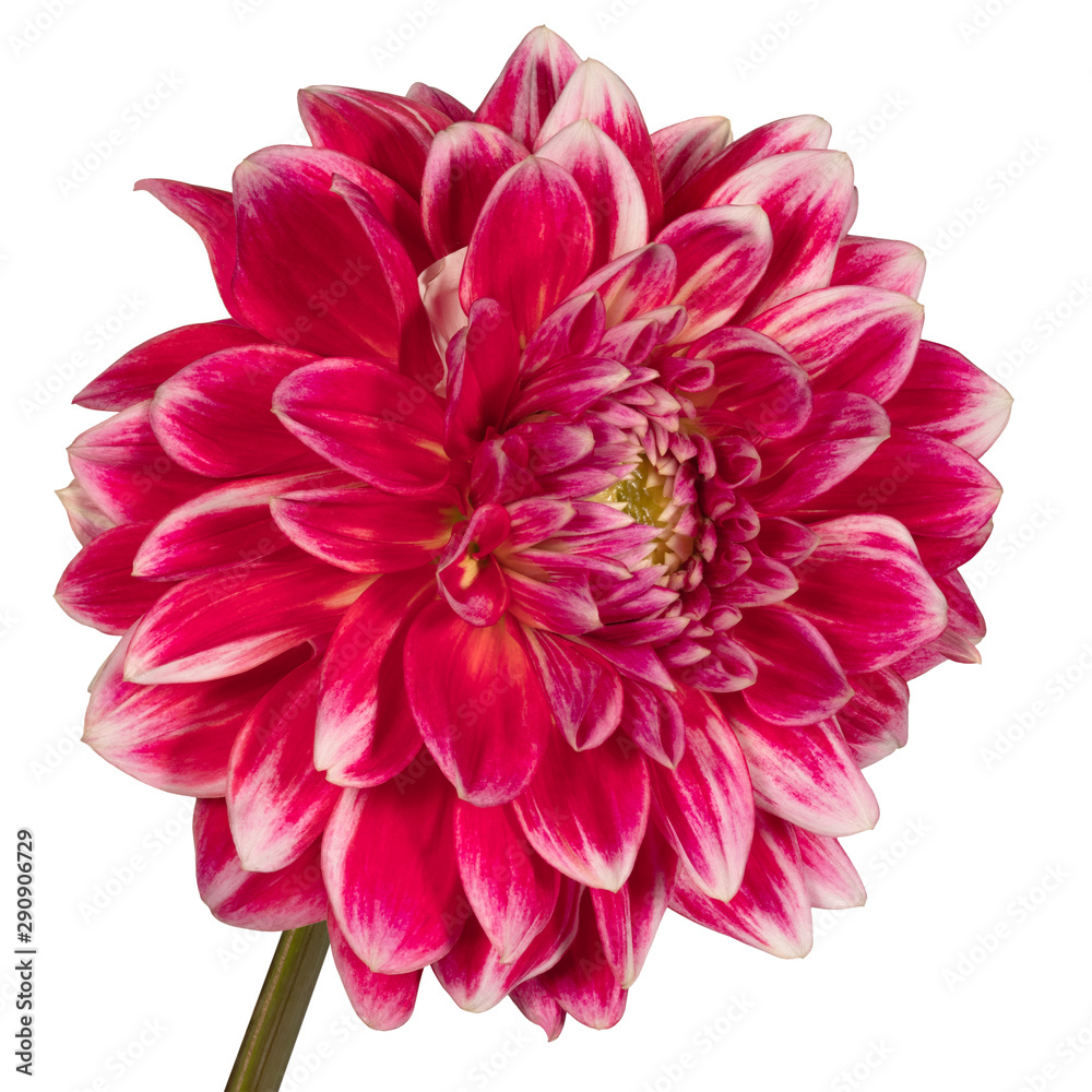 Red dahlia flower on a white background. Side view