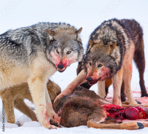 Gray wolf or grey wolf (Canis lupus) photo