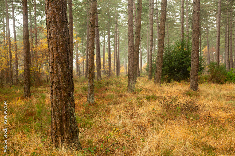 Autumn forest woodland with vibrant yellow grass and mist. Autumn forest woodland with vibrant yellow grass and mist.