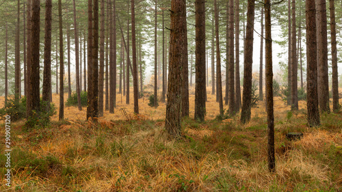 Fototapeta Naklejka Na Ścianę i Meble -  Autumn forest woodland with vibrant yellow grass and mist.