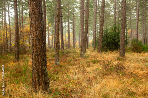 Autumn forest woodland with vibrant yellow grass and mist. © Mark