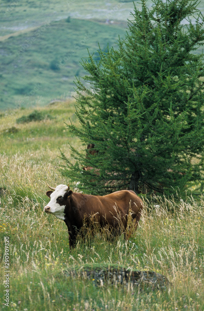 Naklejka premium Vache, race Abondance