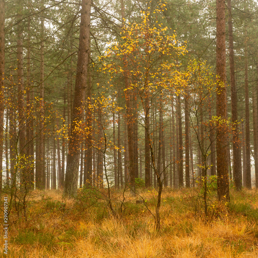 Autumnal woodland with vivid colours and a single lone tree among dense background of tree trunks. 