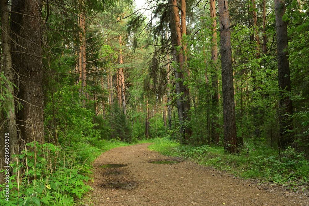 summer forest summer forest