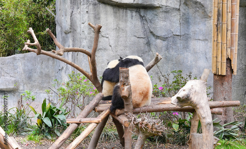 Giant Panda, cute, rare reserved wildlife in China. Chongqing