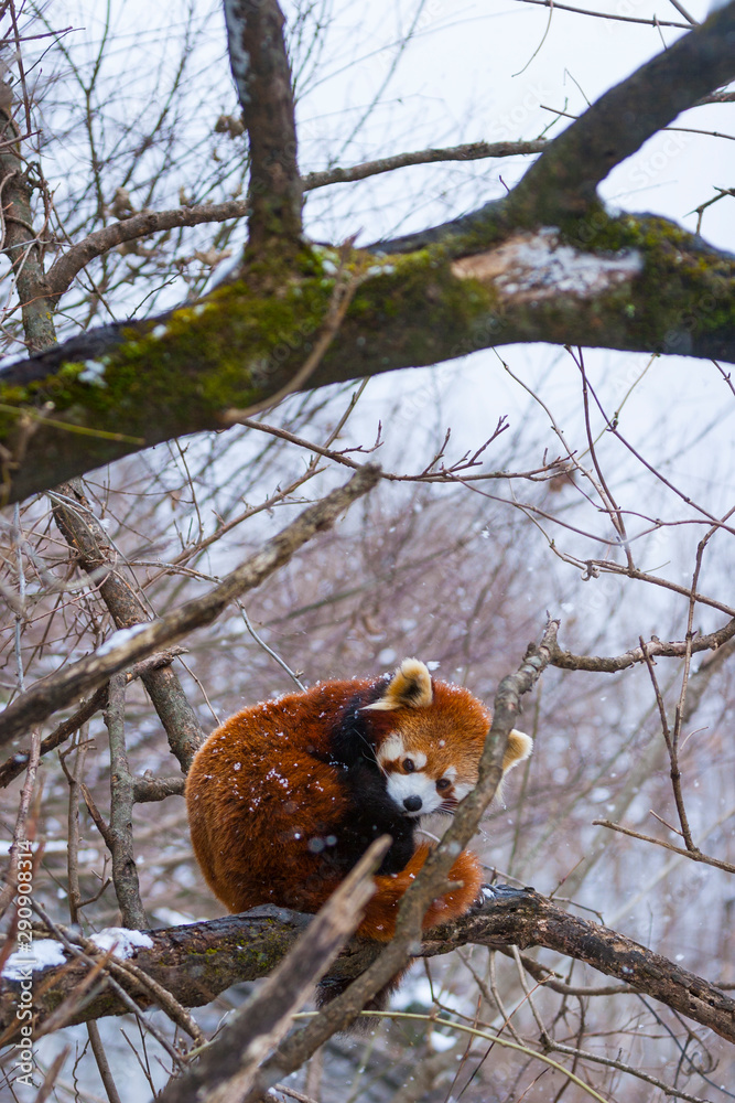 Red panda (Ailurus fulgens), also called lesser panda, red bear-cat, and red cat-bear