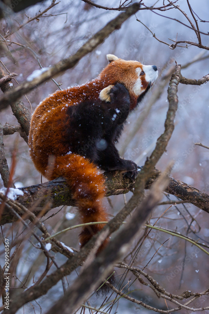 Red panda (Ailurus fulgens), also called lesser panda, red bear-cat, and red cat-bear Red panda (Ailurus fulgens), also called lesser panda, red bear-cat, and red cat-bear