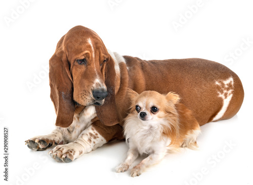 Quadro em tela basset hound and chihuahua