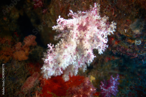 Soft coral reef