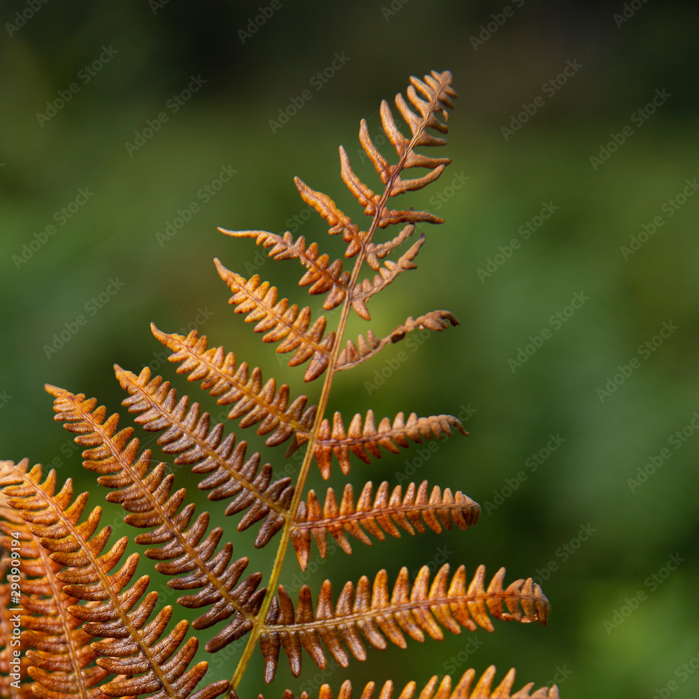 Autumn bracken/foliage turning from green to golden brown Autumn bracken/foliage turning from green to golden brown