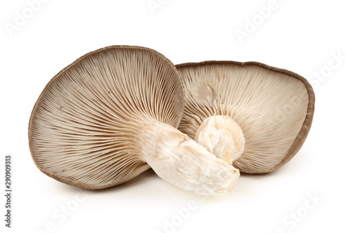Pleurotus pulmonarius mushroom isolated on white background.
