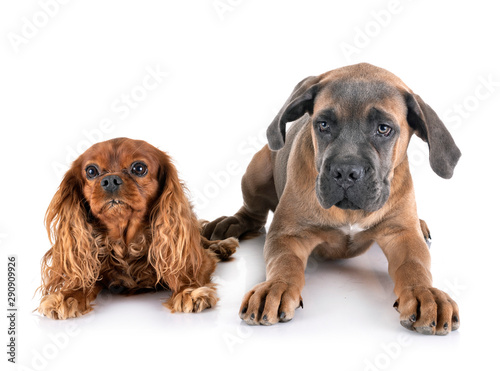 puppy cane corso and cavalier king charles © cynoclub
