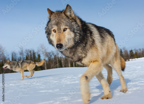 Gray wolf or grey wolf  Canis lupus 