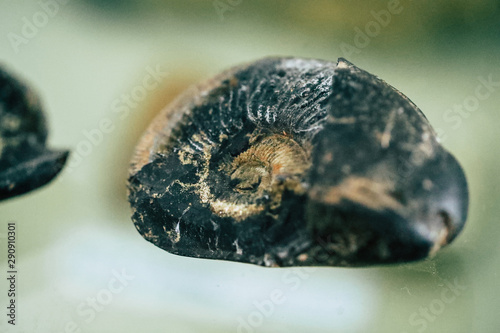 Ammonite fossil isolated on white background, Goniatite fossil photo