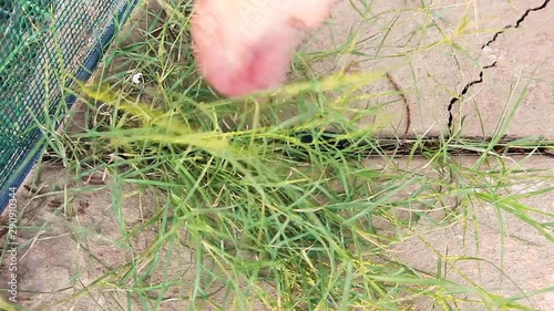 Hand pulls quack or crab grass out from in between two slabs of cool deck around a pool. The deck is cracked and the bottom of a pool fence can be seen.  The separator from between the slabs is gone.